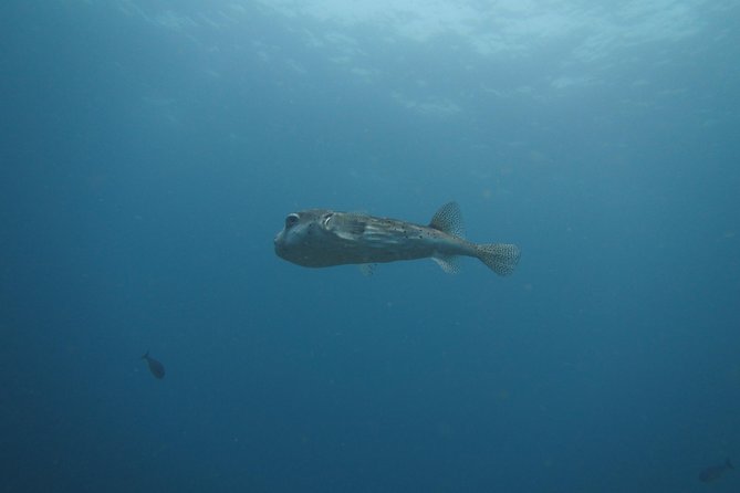 Snorkelling in Padang Bai