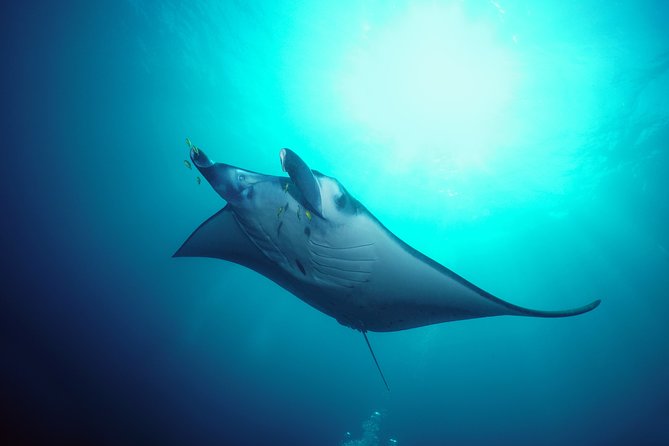 20 Best Snorkeling Experiences In Kuta