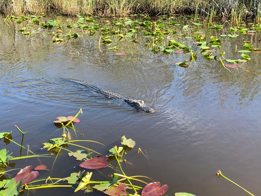 South Beach: Everglades Wildlife Airboat Tour - Tour Overview and Pricing