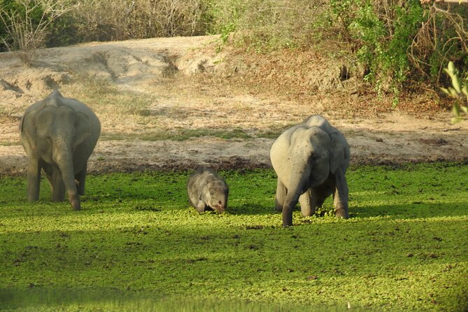 Special Morning Safari -04.30 Am to 11.30 Am - Half Day Safari - Safari Overview and Details