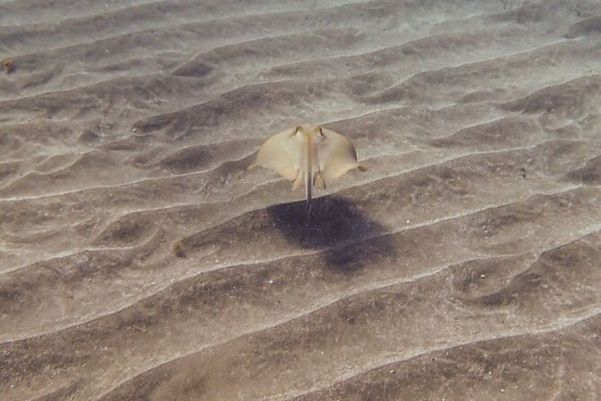 SSI Open Water, South Tenerife