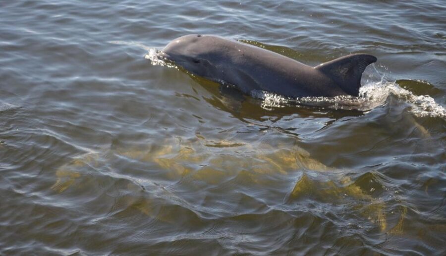 St. Augustine: Paddle Board Dolphin Adventure