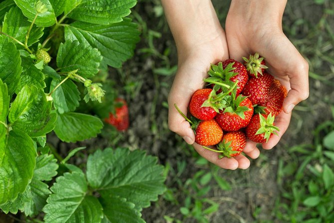 Strawberry & Nami Island & Railbike Trip (+ Opt. Korean Garden)