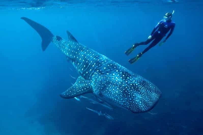 Swim Next to Whale Shark Only From Playa Del Carmen
