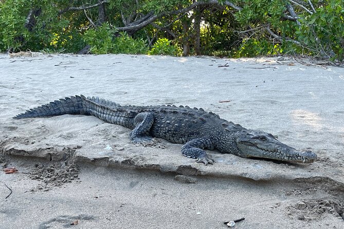 Tamarindo Birdwatching Crocodiles and Monkey Tour
