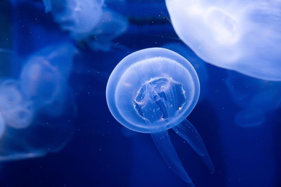 Tampa: The Florida Aquarium Ticket