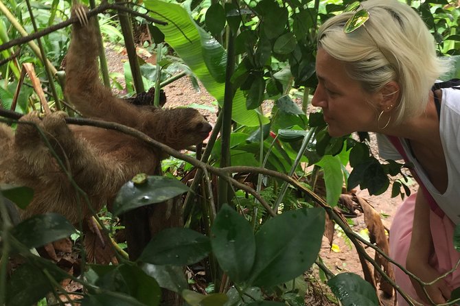 Tenorio Rain Forest Hanging Bridges & Sloth Encounter