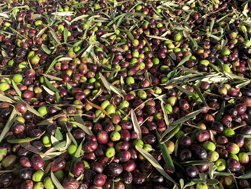 Terroir Soul: Meet the Essence of Maipú Olive Oils & Wines - Cultivating Terroirs Essence