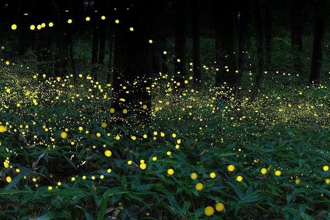 The Amazing Kuala Selangor Fireflies Tour With Dinner