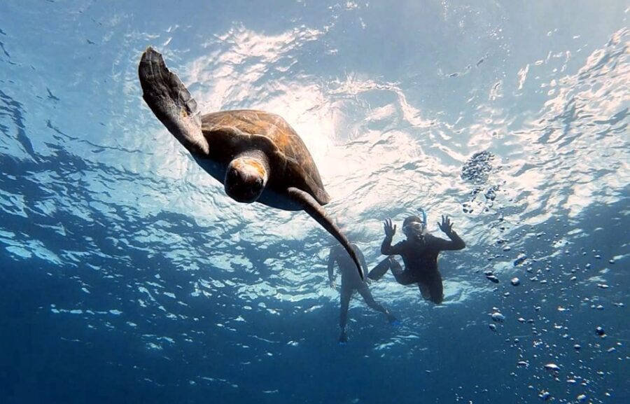 The Cookies: Tenerife Turtles and Rays Snorkeling Cruise