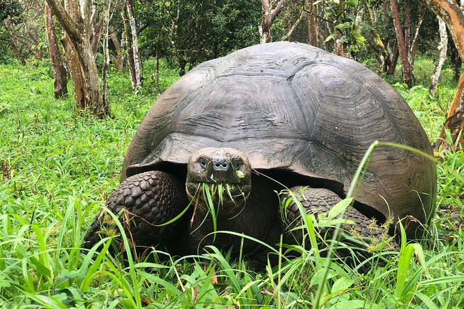 The Galapagos Giant Tortoise Experience | Los Gemelos | Shared