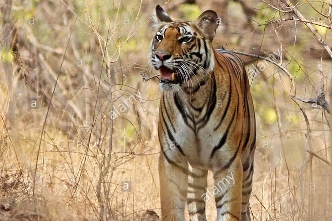 Tiger Safari at Bandhavgarh National Park