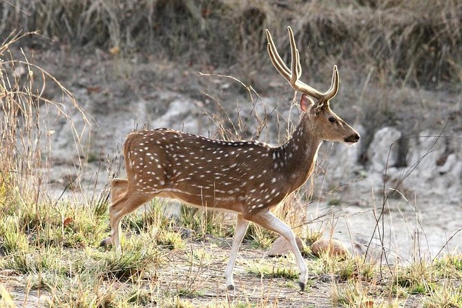 Tiger Safari at Pench National Park