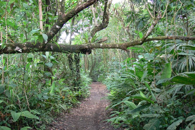 Tortuguero Classics – 2 Tours: Canoe and Day Hike