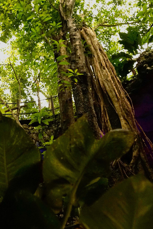 Tour 4 Premium Cenotes