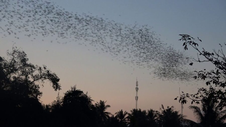 Tour By Car: Bamboo Train, Killing Cave & Bat Cave Sunset