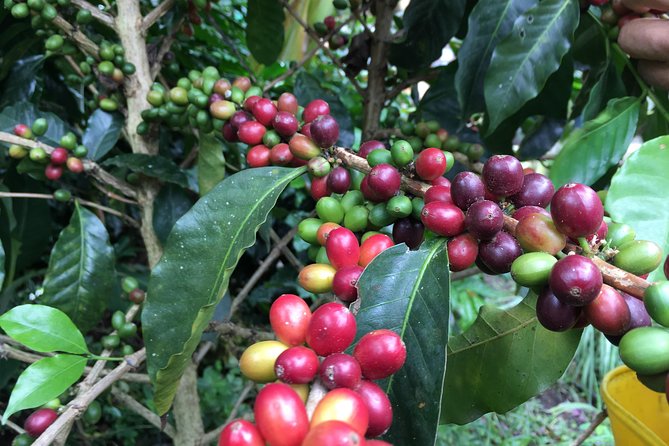 Traditional Bogotá Coffee Tour