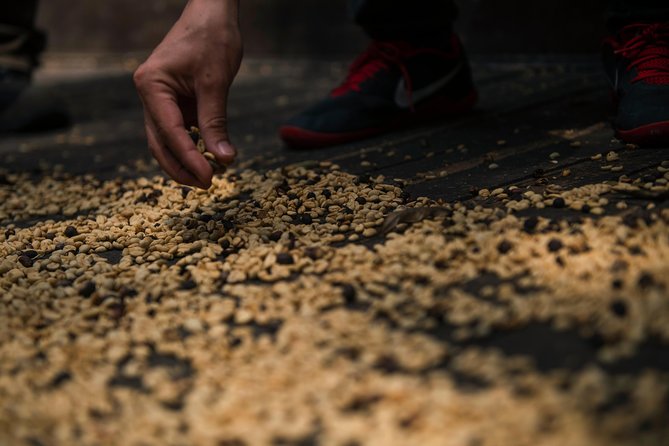 Traditional Coffee Farm Experience at Hacienda Coloma From Bogotá - Tour Overview and Highlights