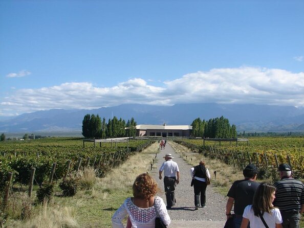 Transfer to Salentein Uco Valley With Lunch and Visit