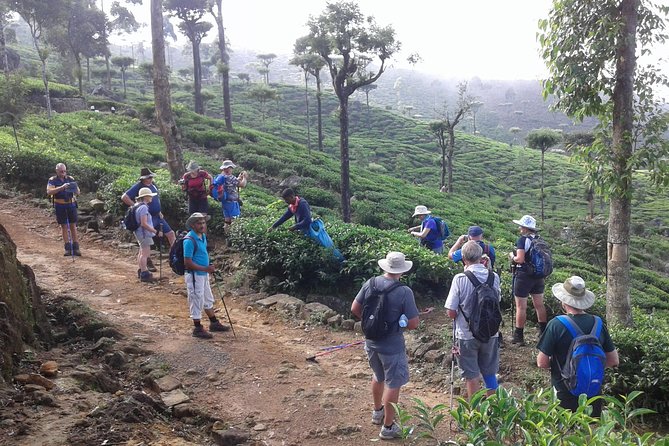 Trekking & Picnic in The Tea Plantation From Ella, Haputale & Bandarawela - Tour Overview