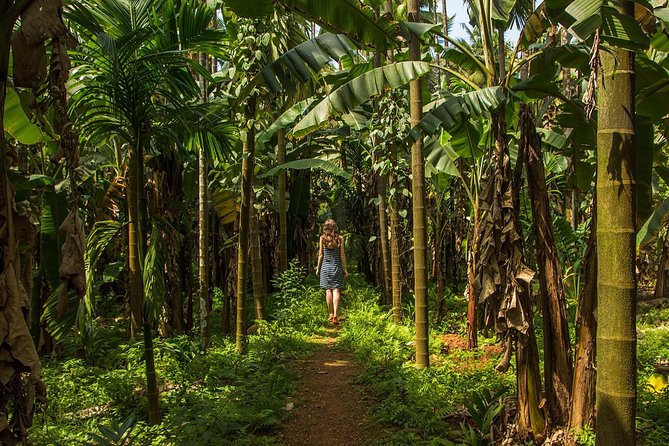 Tropical Spice Garden