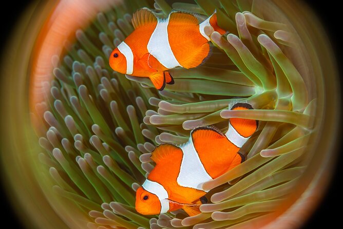 Try Dive Program in the Biorock Pemuteran