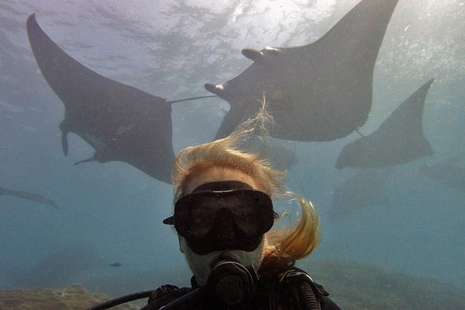 Try Dive With Manta Rays in Bali
