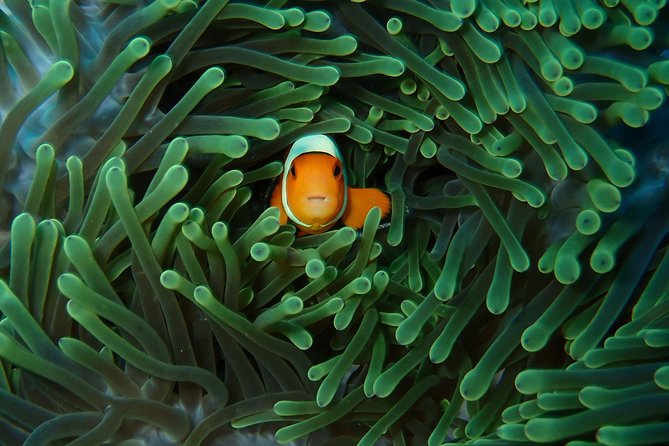 2 Best Scuba Diving Experiences In Nusa Lembongan
