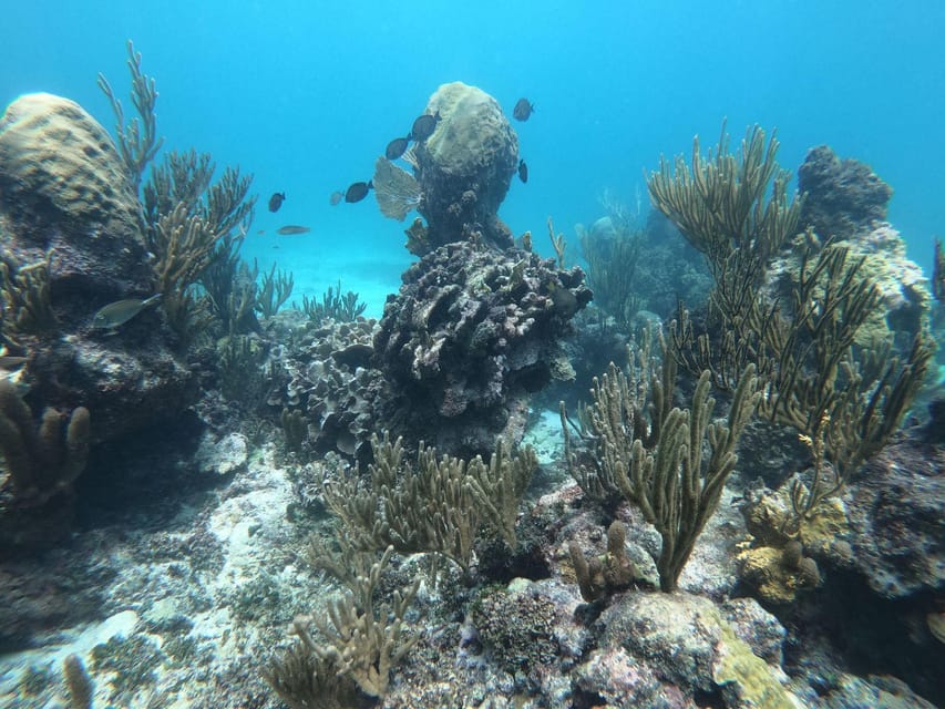 Tulum: 3 Hour Snorkel & Sailing Experience