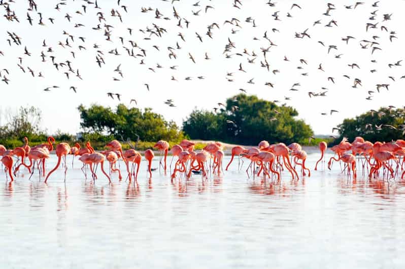 Tulum: Coloradas Pink Lake & Rio Lagartos Adventure