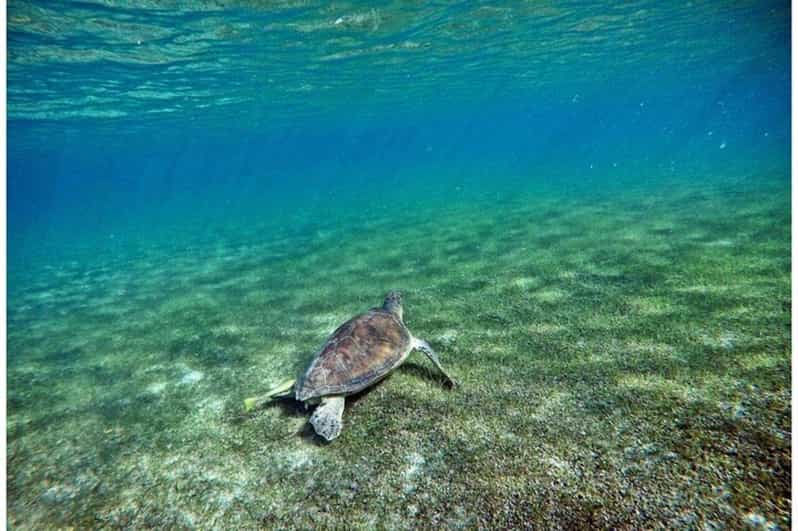 Tulum: Half Day Nature Experience! Turtles & Cenote