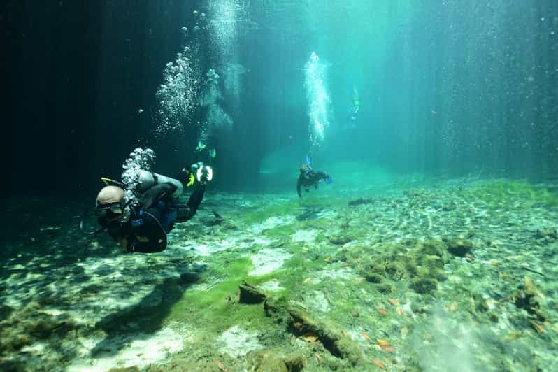 Tulum: Scuba Diving in Cenotes - Activity Overview