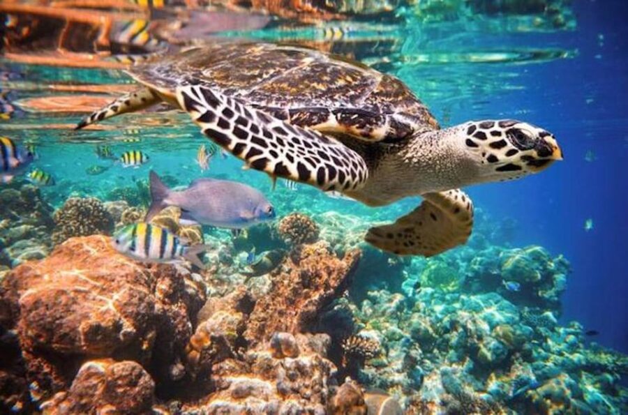 Tulum Snorkeling Tour - Casa Cenote + Ocean Reef & Lunch
