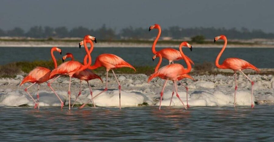 16 Best Tours In Las Coloradas