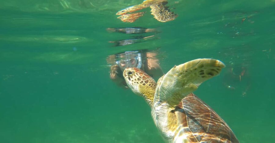 Turtles & Cenotes Private Tour