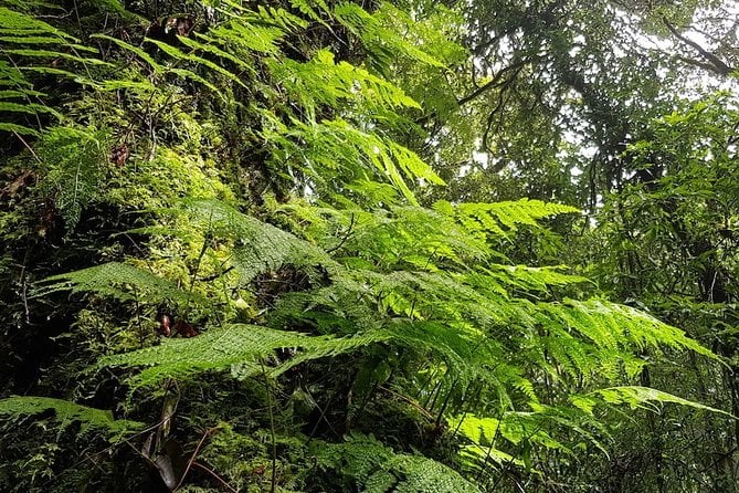 Two Days Doi Inthanon National Park and Karen Trekking