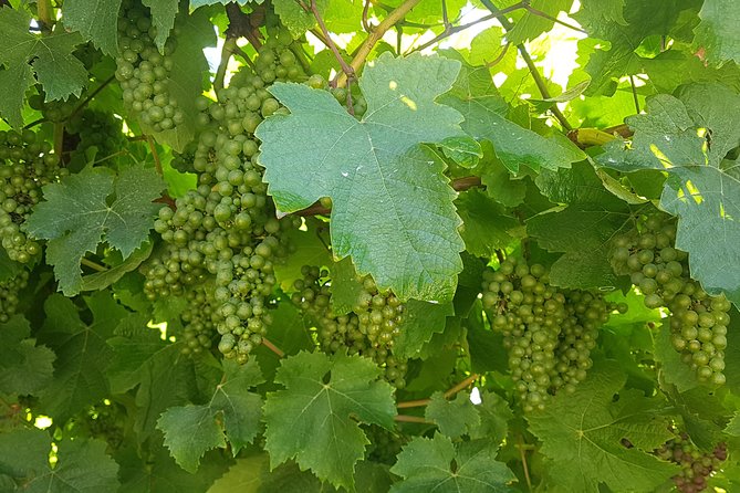 Txakoli Winery Tour Through the Coast From San Sebastian