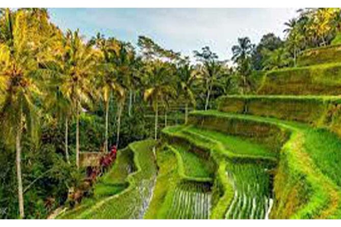 Ubud ATV Quad Bike, Monkey Forest and Rice Terrace