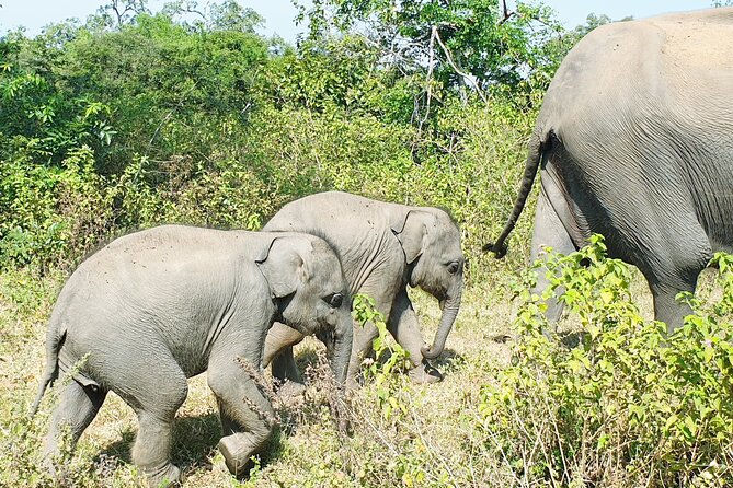 Udawalawe National Park Private Safari Tours