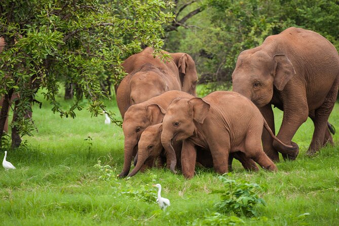 5 Best Safari Tours In Nuwara Eliya