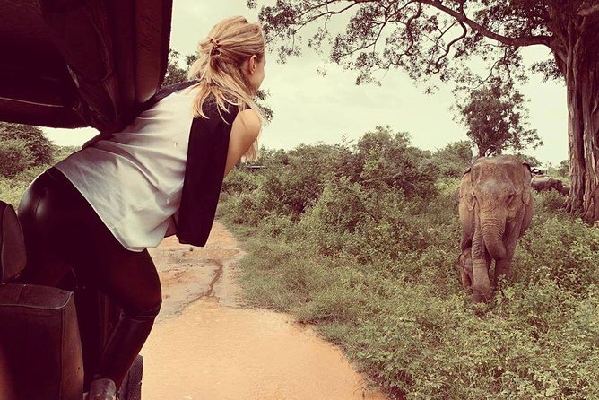 Udawalawe National Park Safari | From Mirissa | Galle | Weligama