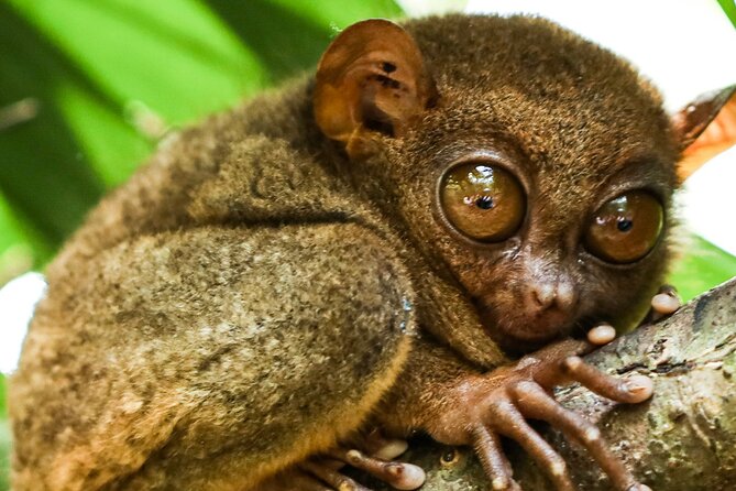 Ultimate 4D3N Cebu Bohol Tour Package Group Tour