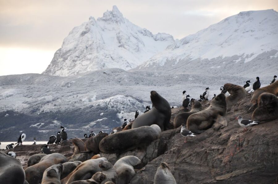 Ushuaia: Beagle Channel & Sea Wolves Island Catamaran Cruise