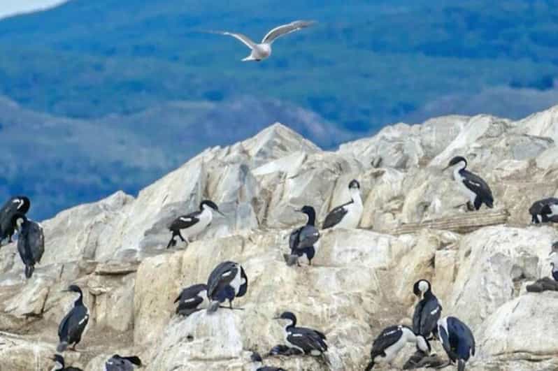 Ushuaia: Half Day Tour to Sea Lion Island and Penguin Colony