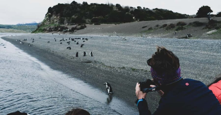Ushuaia Kayak: Gable Island & Penguin Colony With Lunch
