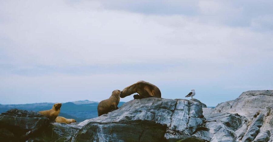 USHUAIA | Navigation: Sea Lions, Birds and Lighthouse