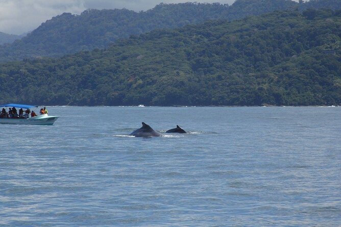 Uvita: Whalewatching Experience in Costa Rica