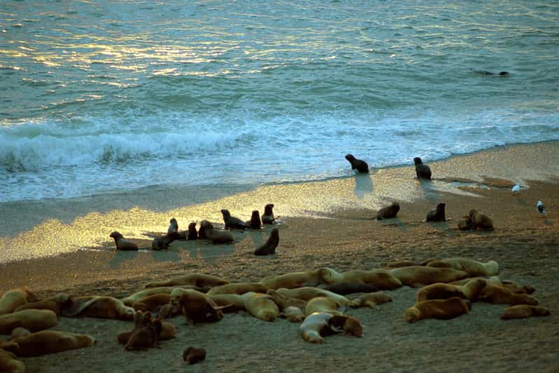 2 Best Tours In Chubut Province