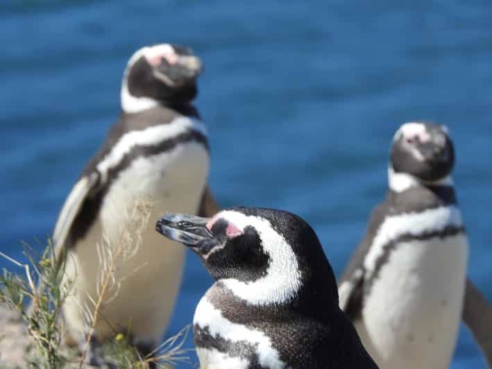 Valdés Peninsula Shore Excursions Tours
