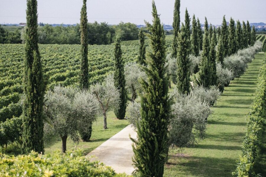 Valpolicella: Lunch or Dinner Tasting With Amarone